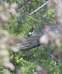 Red headed Woodpecker 6446